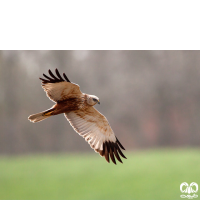 گونه سنقر تالابی Western Marsh Harrier